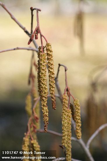 Alnus incana ssp. tenuifolia