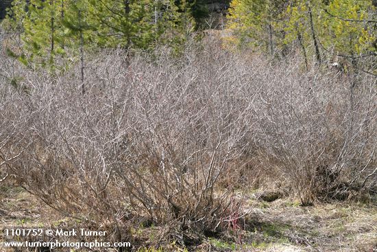 Alnus incana ssp. tenuifolia