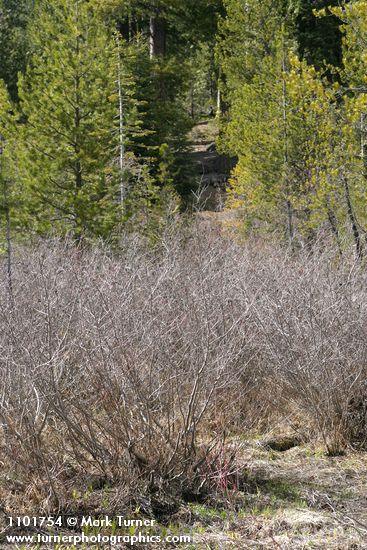 Alnus incana ssp. tenuifolia