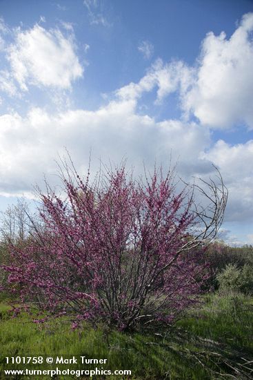 Cercis orbiculata