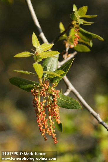 Quercus chrysolepis