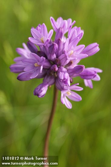 Dichelostemma capitatum