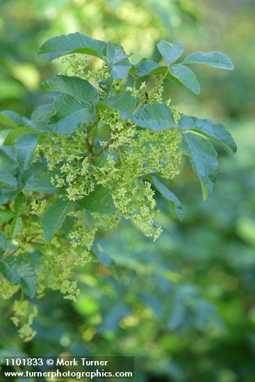 Toxicodendron diversilobum