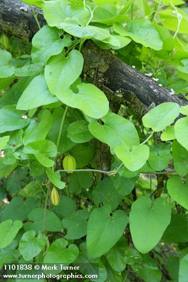 Aristolochia californica