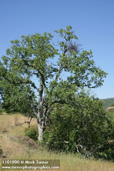 Quercus douglasii