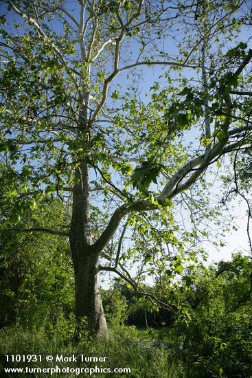 Platanus racemosa