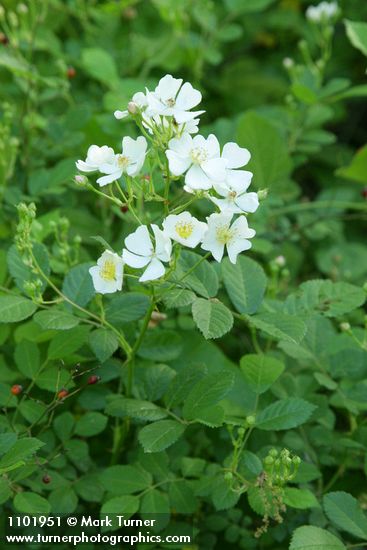 Rosa multiflora