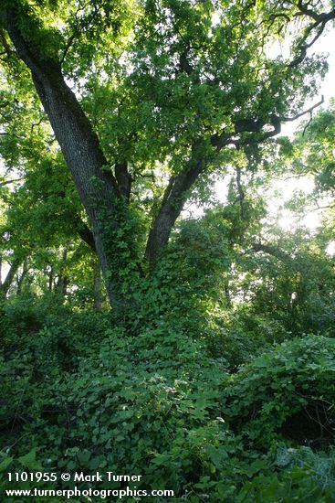 Quercus lobata; Vitis californica; Marah fabaceus; Toxicodendron diversilobum