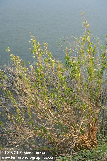 Baccharis salicifolia