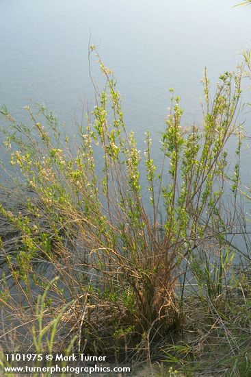 Baccharis salicifolia