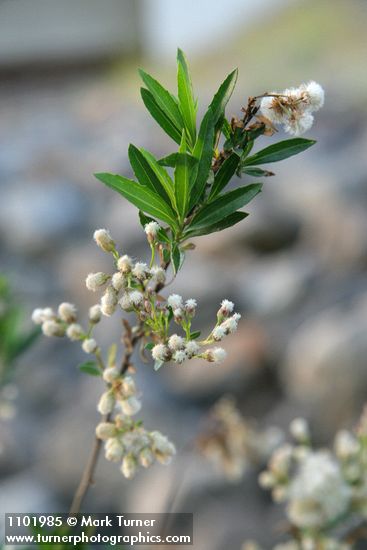 Baccharis salicifolia