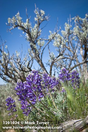 Lupinus lepidus; Artemisia tridentata