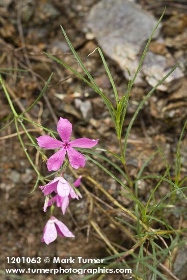 Phlox colubrina