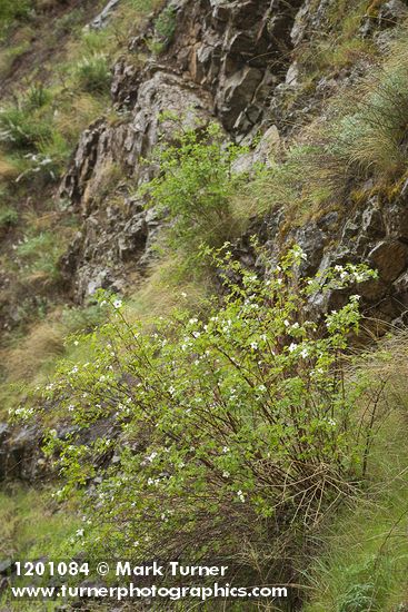 Rubus bartonianus