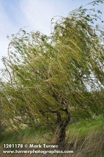 Salix alba