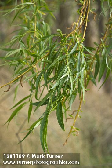 Salix alba