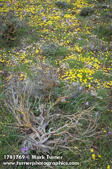 Olsynium douglasii; Draba verna; Crocidium multicaule; Lomatium macrocarpum; Artemisia tridentata