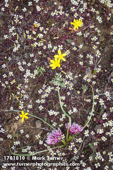 Allium scilloides; Draba verna; Crocidium multicaule