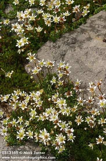 Saxifraga tolmiei