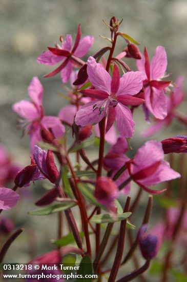 Chamerion latifolium (Epilobium latifolium)