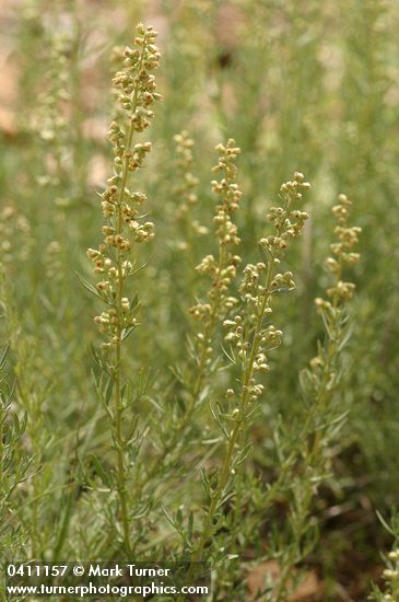 Artemisia michauxiana