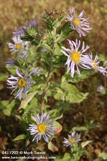 Symphyotrichum cusickii (Aster foliaceus var. cusickii)