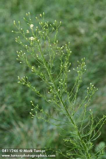 Conyza canadensis