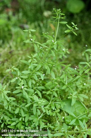 Galium trifidum