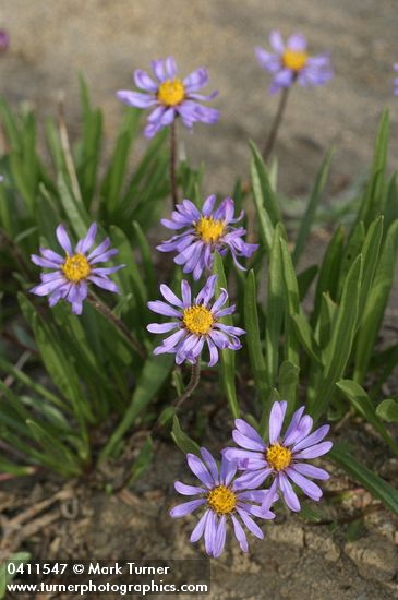 Oreostemma alpigenum var. alpigenum (Aster alpigenus)