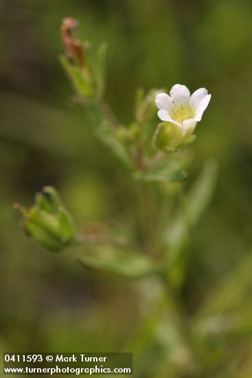 Gratiola neglecta