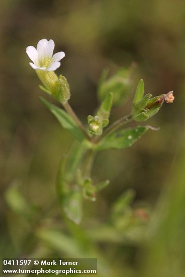 Gratiola neglecta