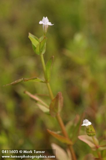 Lindernia dubia