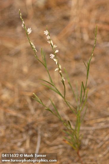 Polygonum douglasii ssp. majus