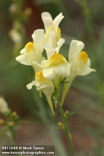 Linaria vulgaris