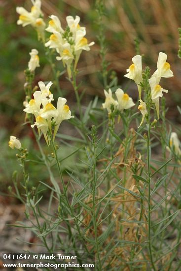 Linaria vulgaris