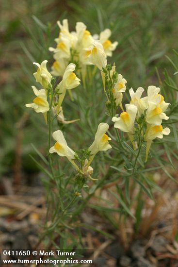 Linaria vulgaris