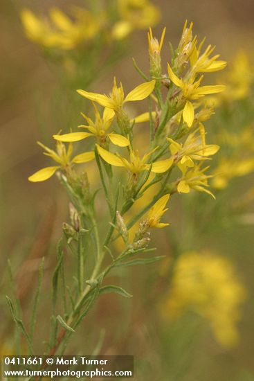 Ericameria bloomeri (Haplopappus bloomeri)