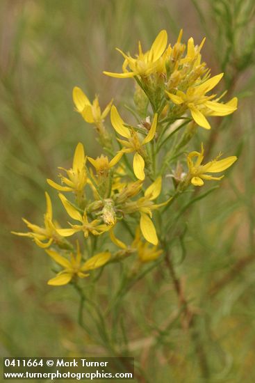 Ericameria bloomeri (Haplopappus bloomeri)