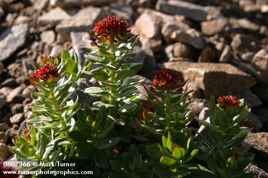 Rhodiola integrifolia ssp. integrifolia (Sedum integrifolium)