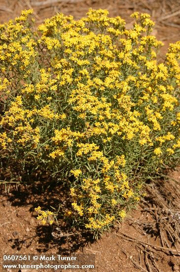 Gutierrezia sarothrae | Match Brush | Wildflowers of the Pacific Northwest