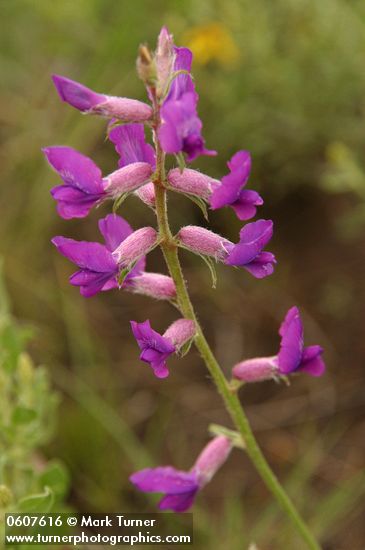 Oxytropis lambertii