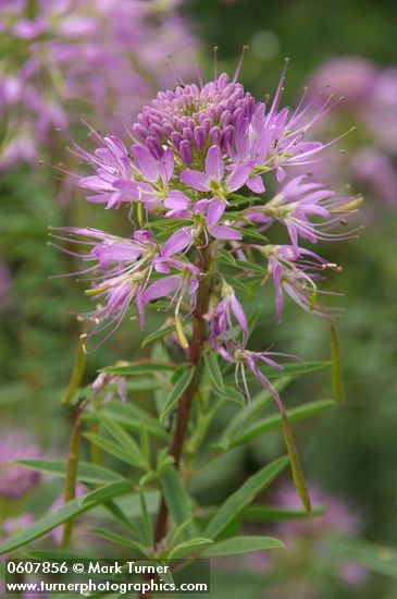 Cleome serrulata