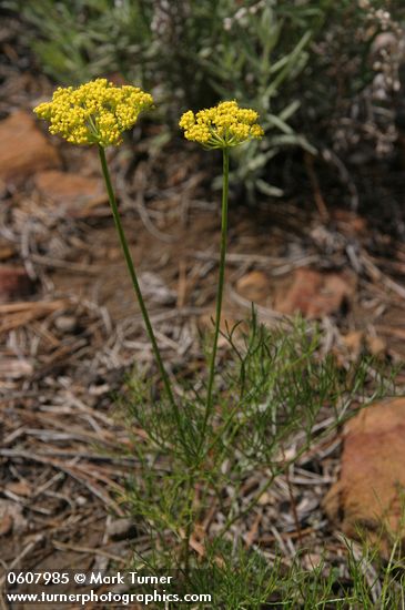 Aletes sessiliflorus