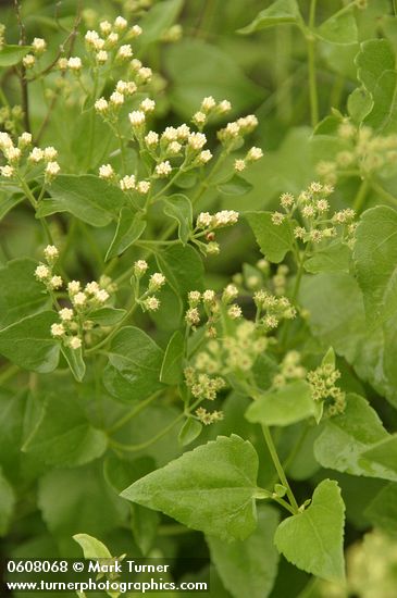 Ageratina herbacea