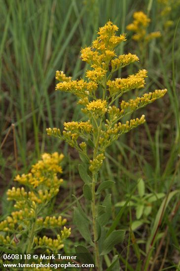 Solidago canadensis