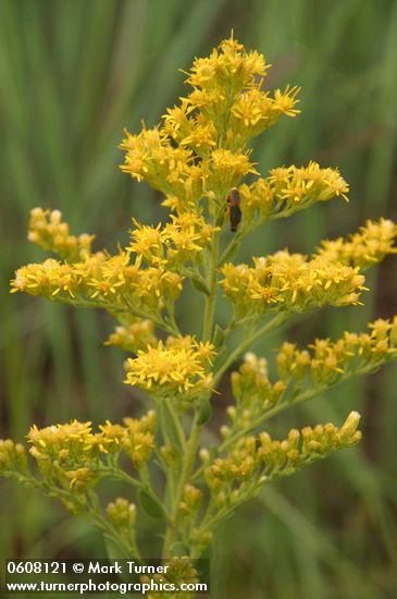 Solidago canadensis