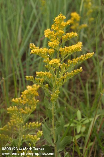 Solidago canadensis