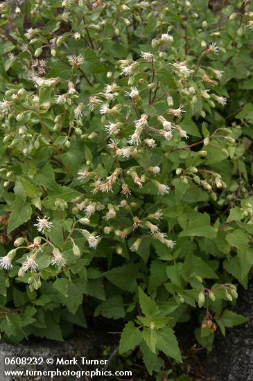 Brickellia brachyphylla