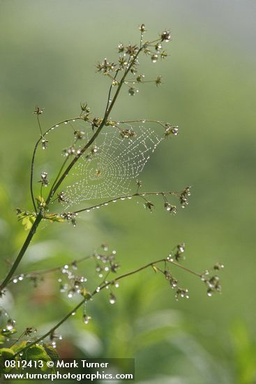 Thalictrum occidentale