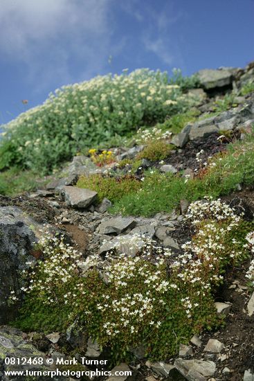 Saxifraga bronchialis